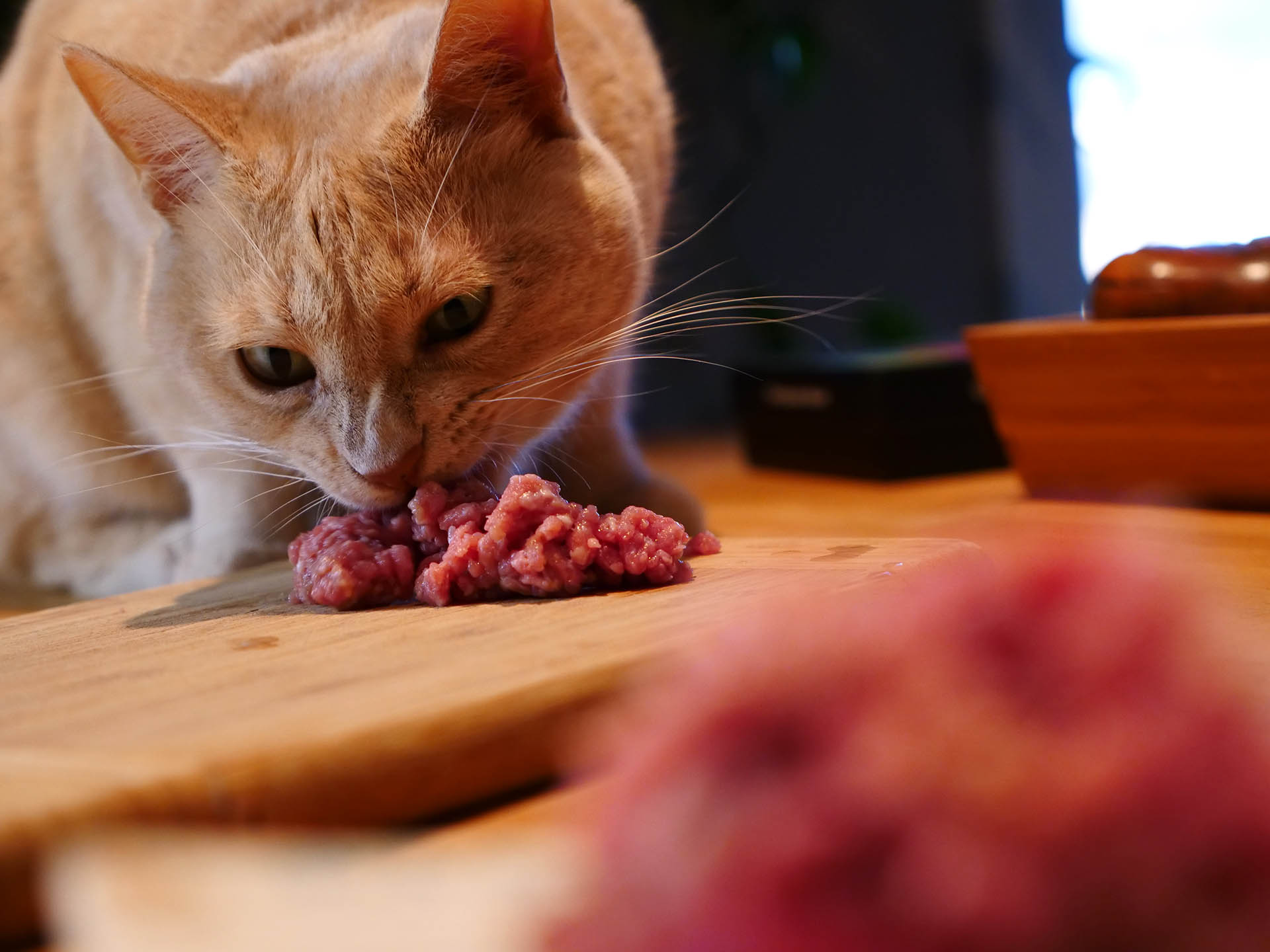 Un chat qui mange de la viande crue