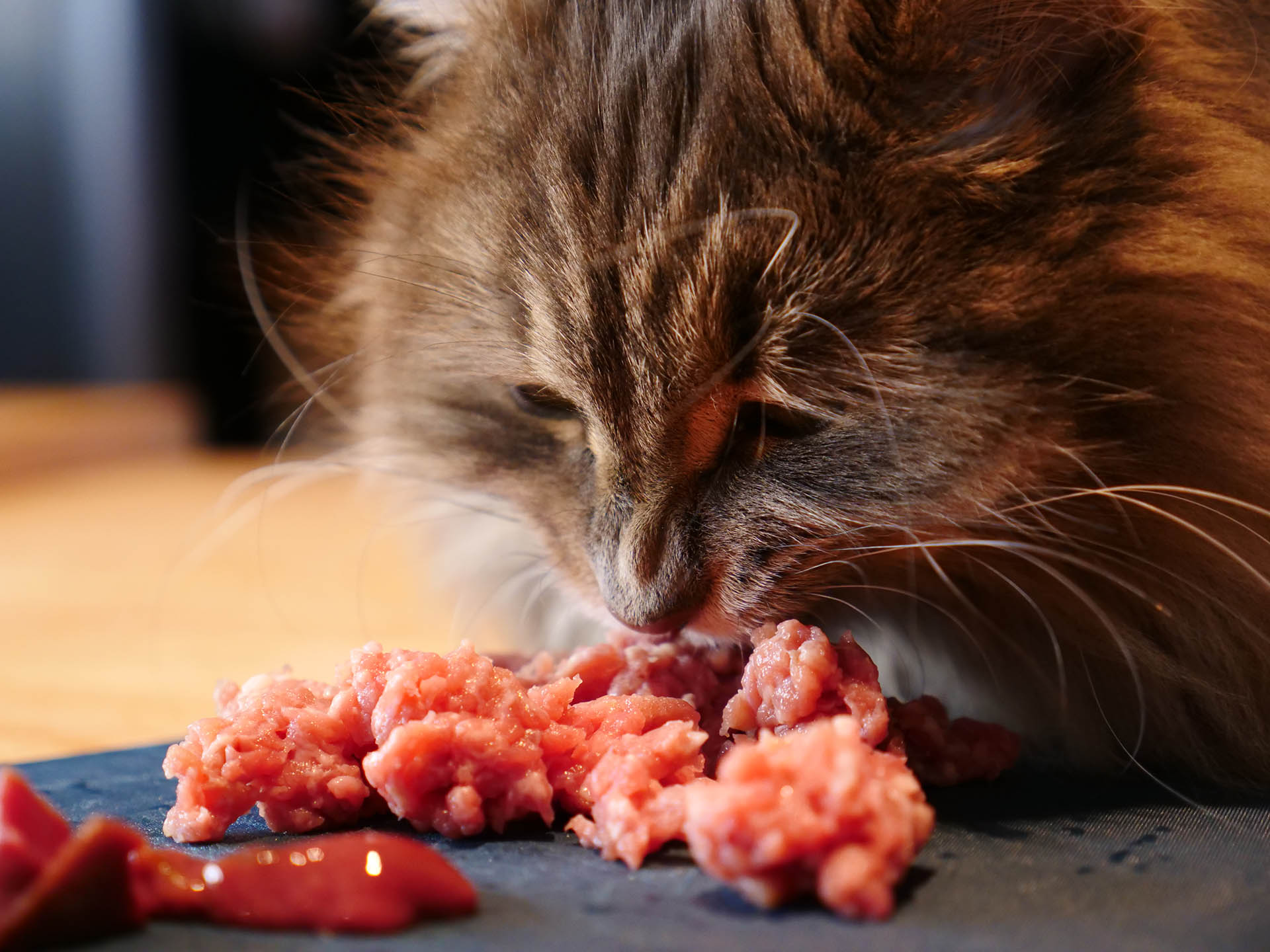 chat qui mange de la viande de boeuf cru