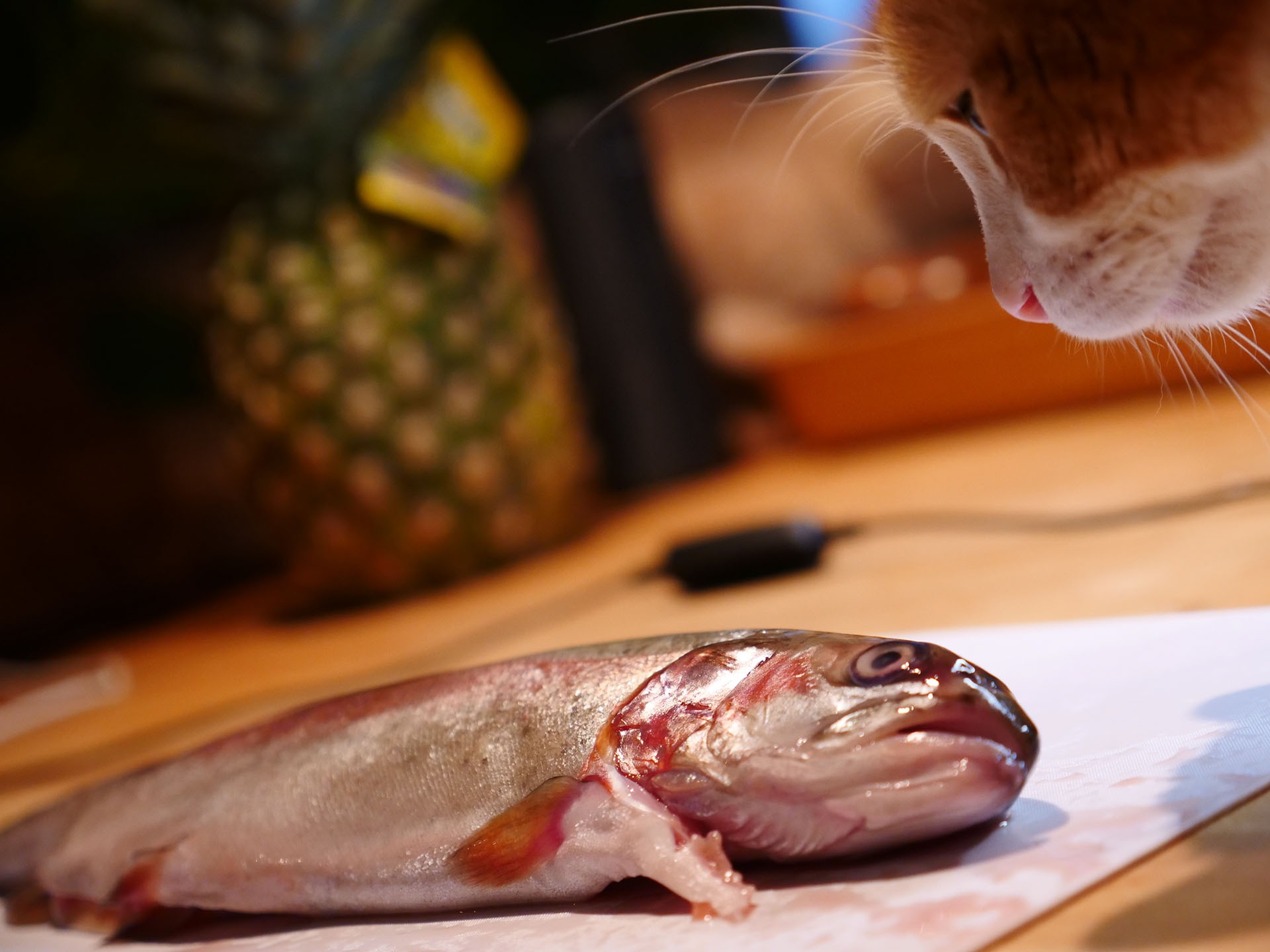 du poisson cru et un chat qui voudrait bien le dévorer