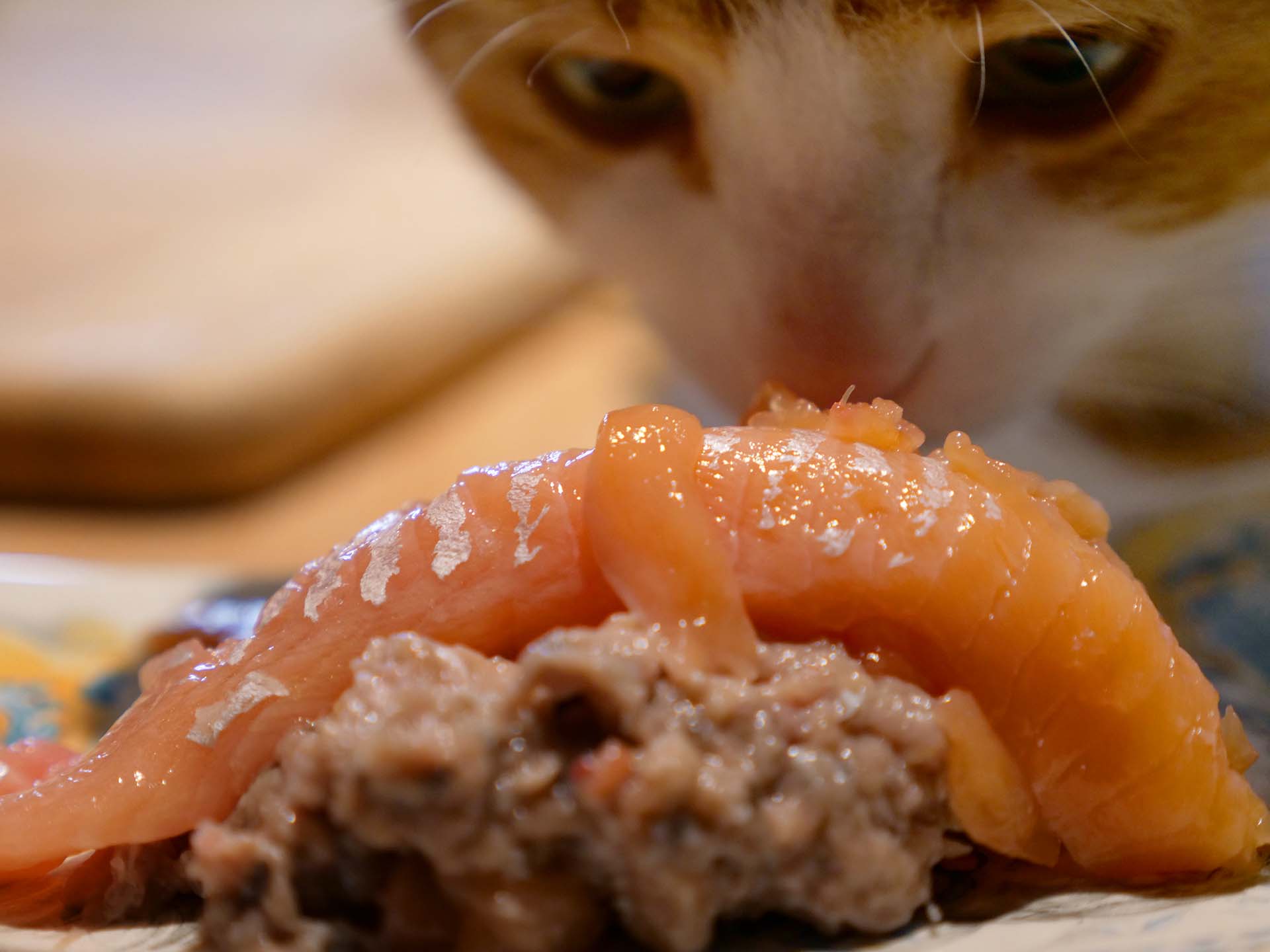 chat qui sais pourquoi la nourriture crue est bonne